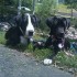Ptarmigan & Annie Oakley