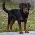 Here is Mater today. You wouldn't know that Mater had gone through this and was a couple of days from being put down to avoid the misery of distemper.